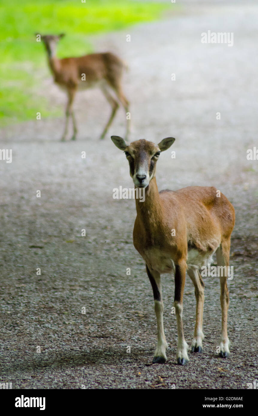 Debout sur un chemin de mouflon Banque D'Images