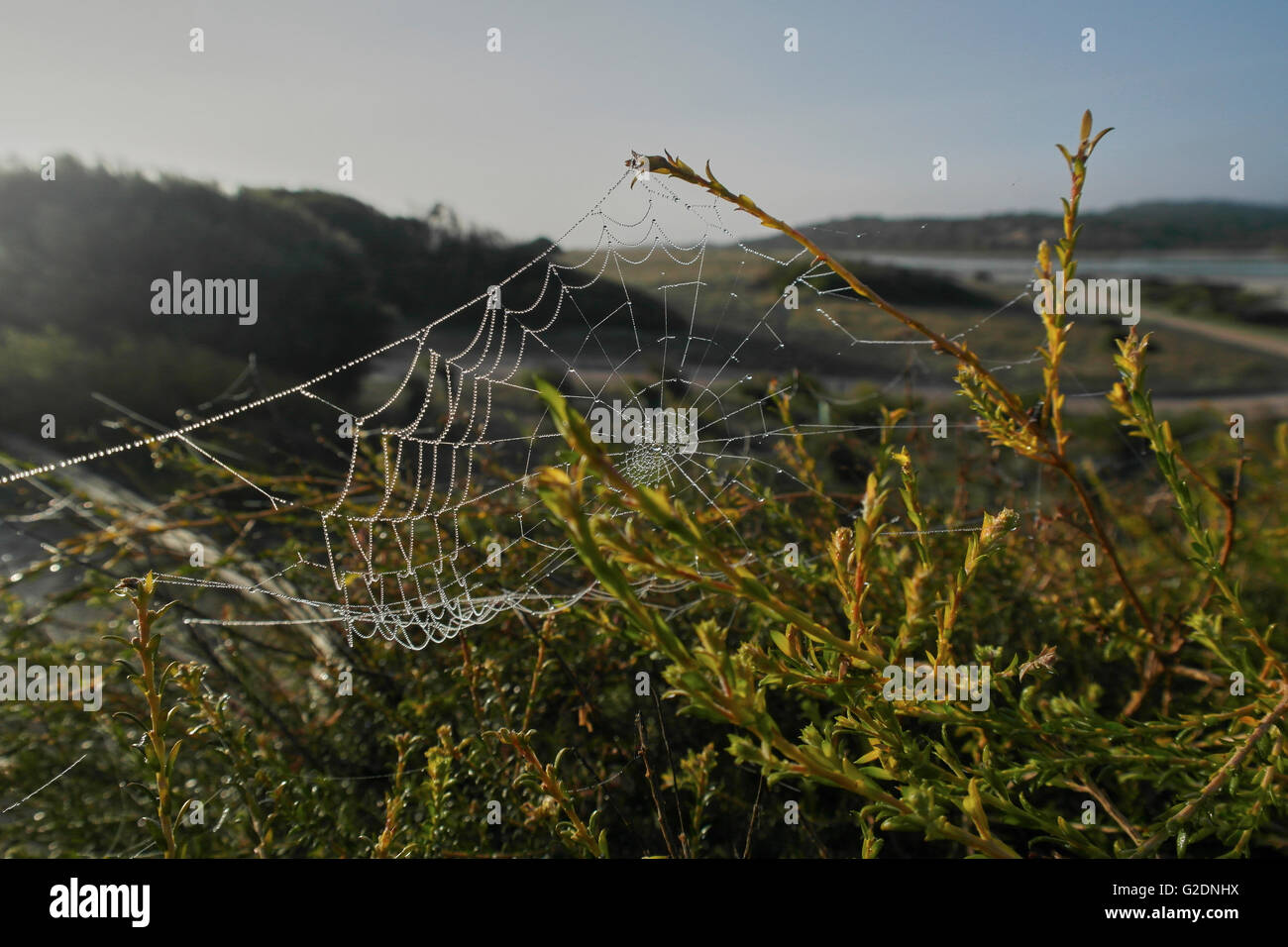 Spider web en Australie du Sud - Australie Banque D'Images