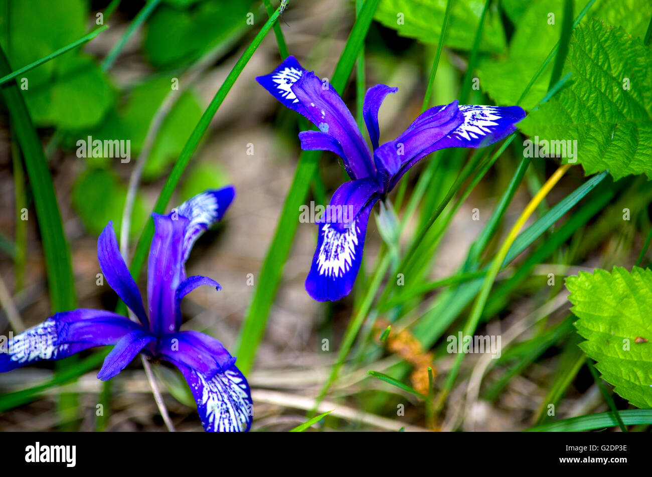 Fleur d'une plante plante larmes coucou,la Sibérie,une plante,flore,la nature,la végétation,un grass,une fleur,violet,avec bandes blanches Banque D'Images