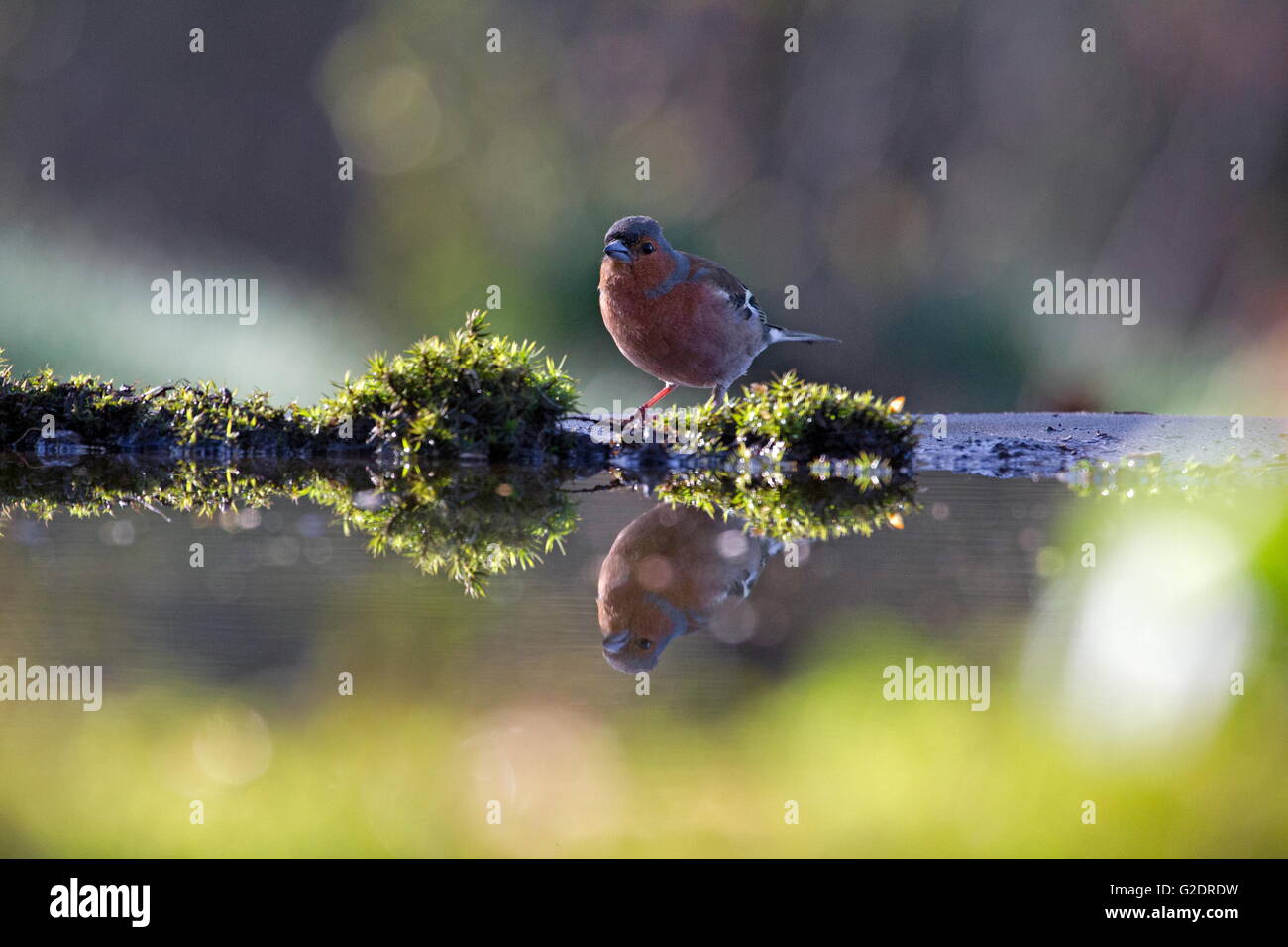 Tique est sur le côté d'une forêt, lac, Pays-Bas Banque D'Images