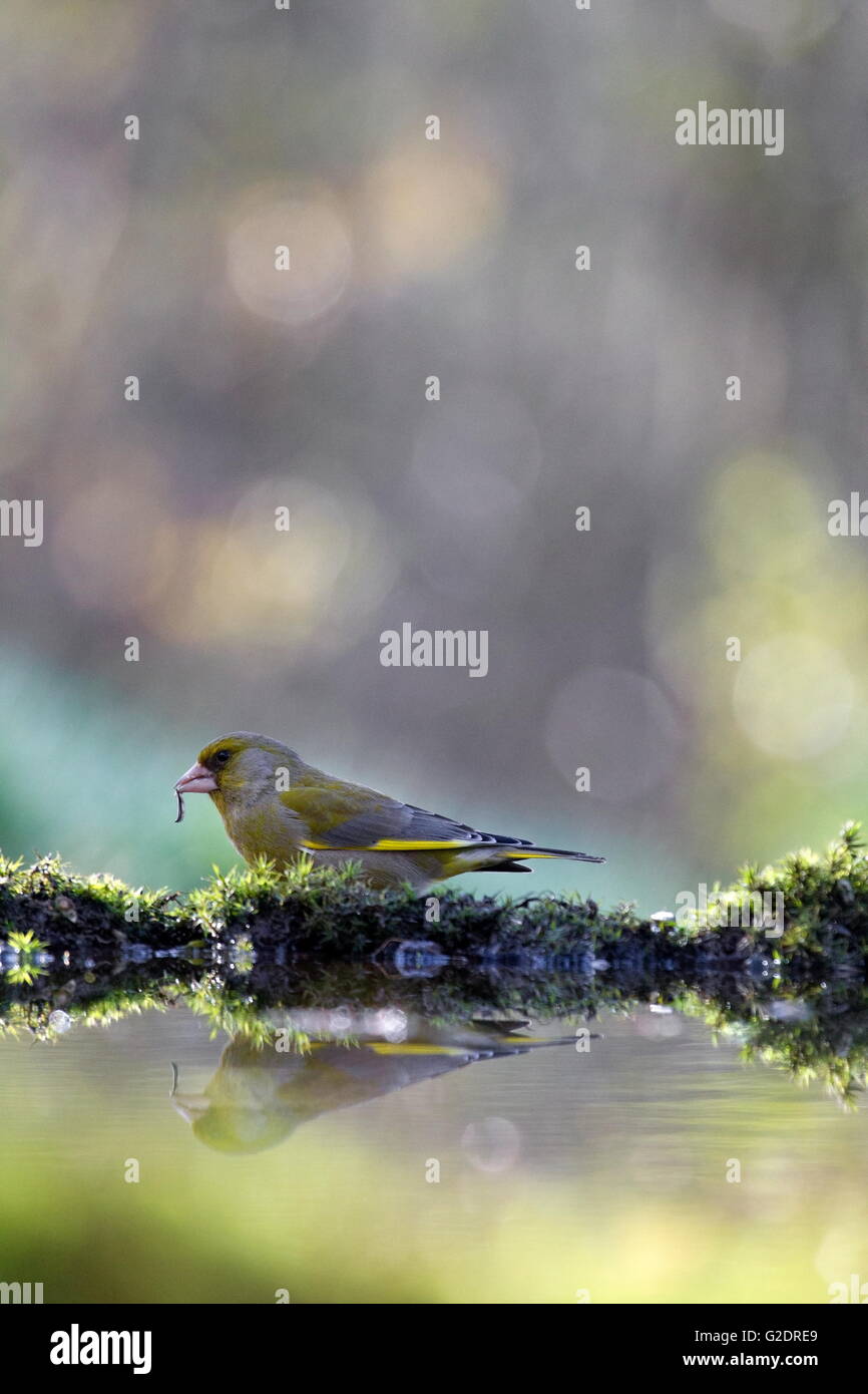 Verdier Finch se trouve sur le bord d'un étang de la forêt, Pays-Bas Banque D'Images