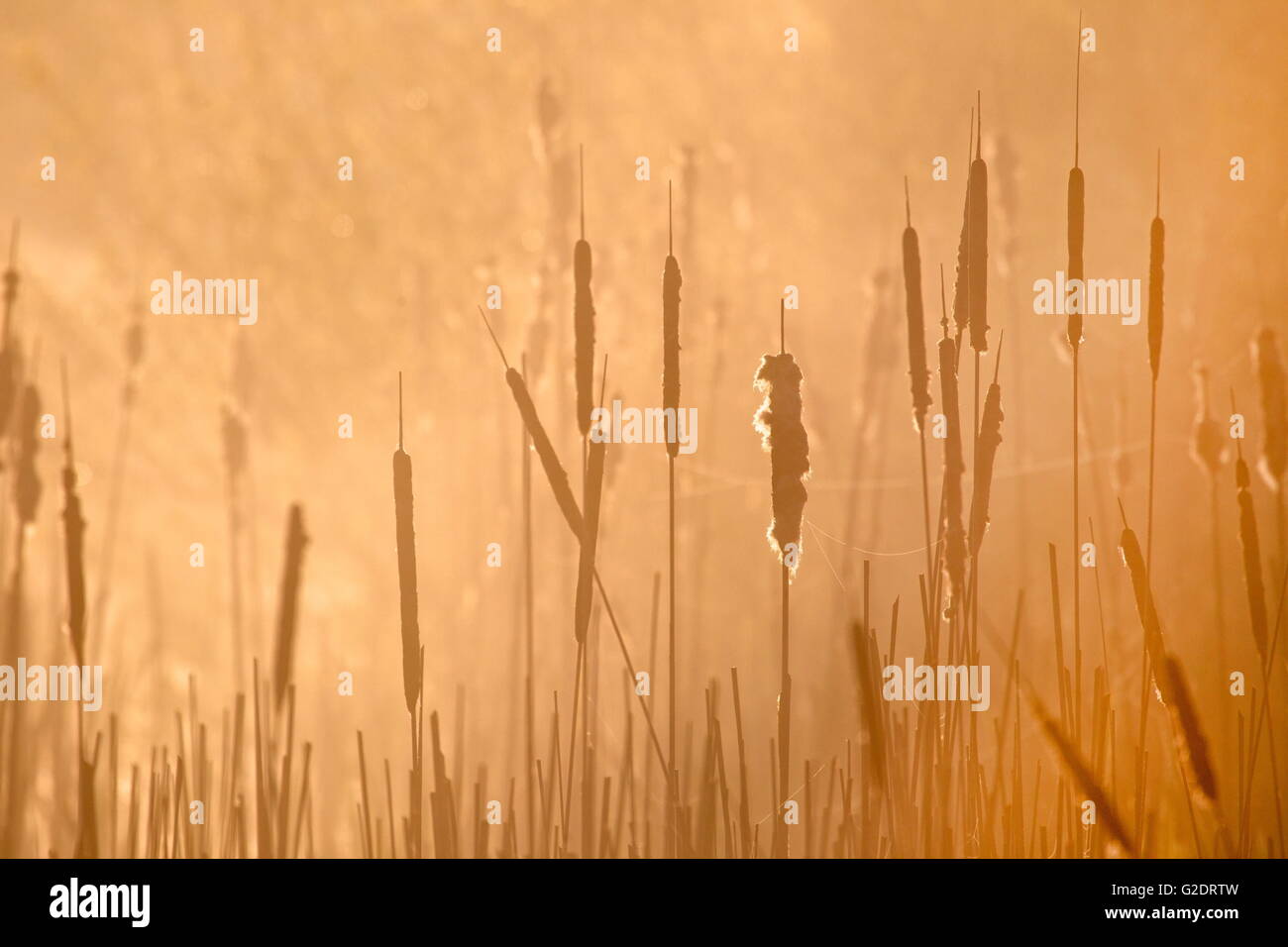 Timide dans le brouillard dans la nature vieux Kene rétroéclairé à Hoogeveen, Pays-Bas Banque D'Images