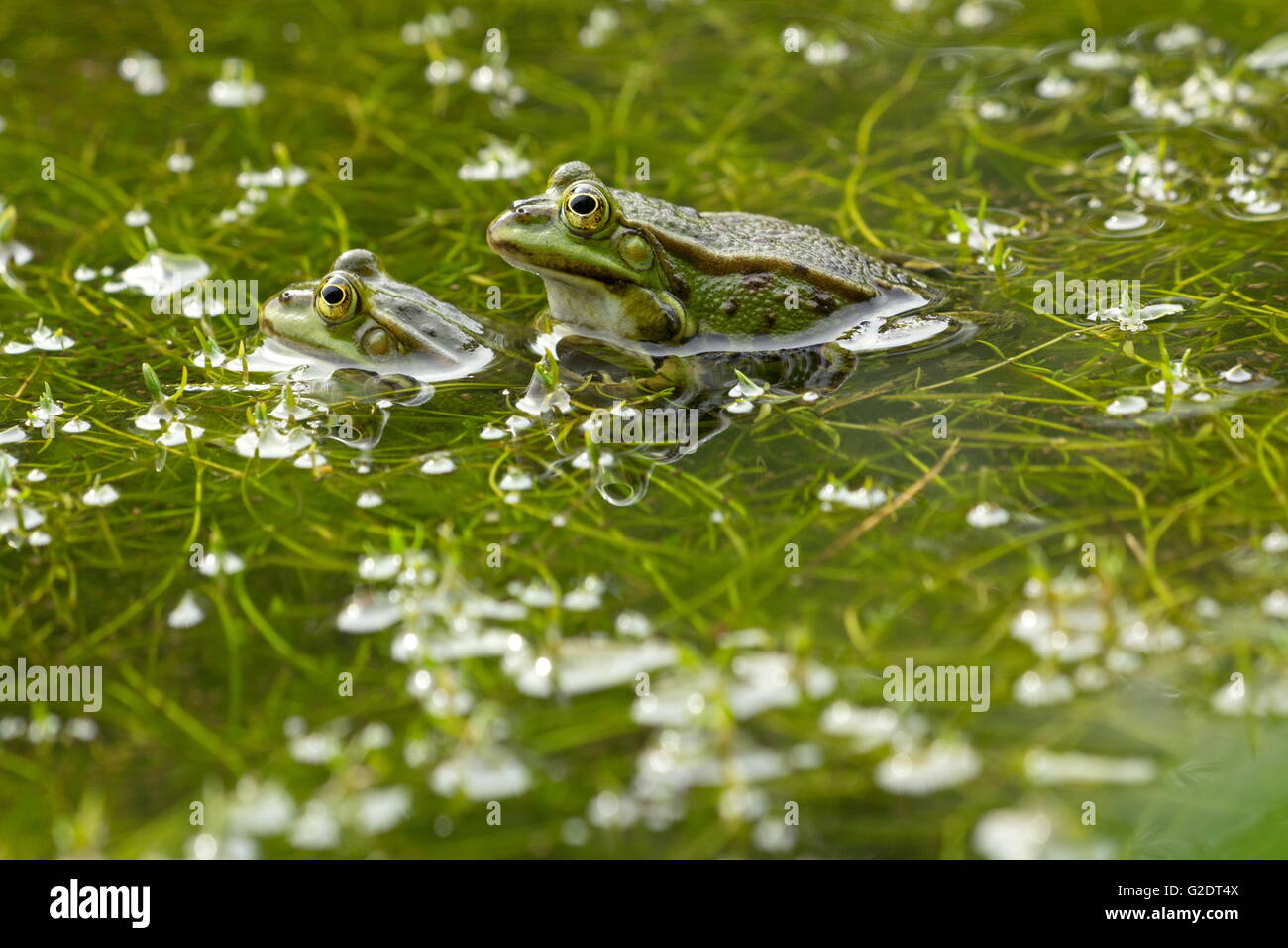 Les grenouilles vertes l'accouplement entre les plantes dans un étang, Pays-Bas Banque D'Images