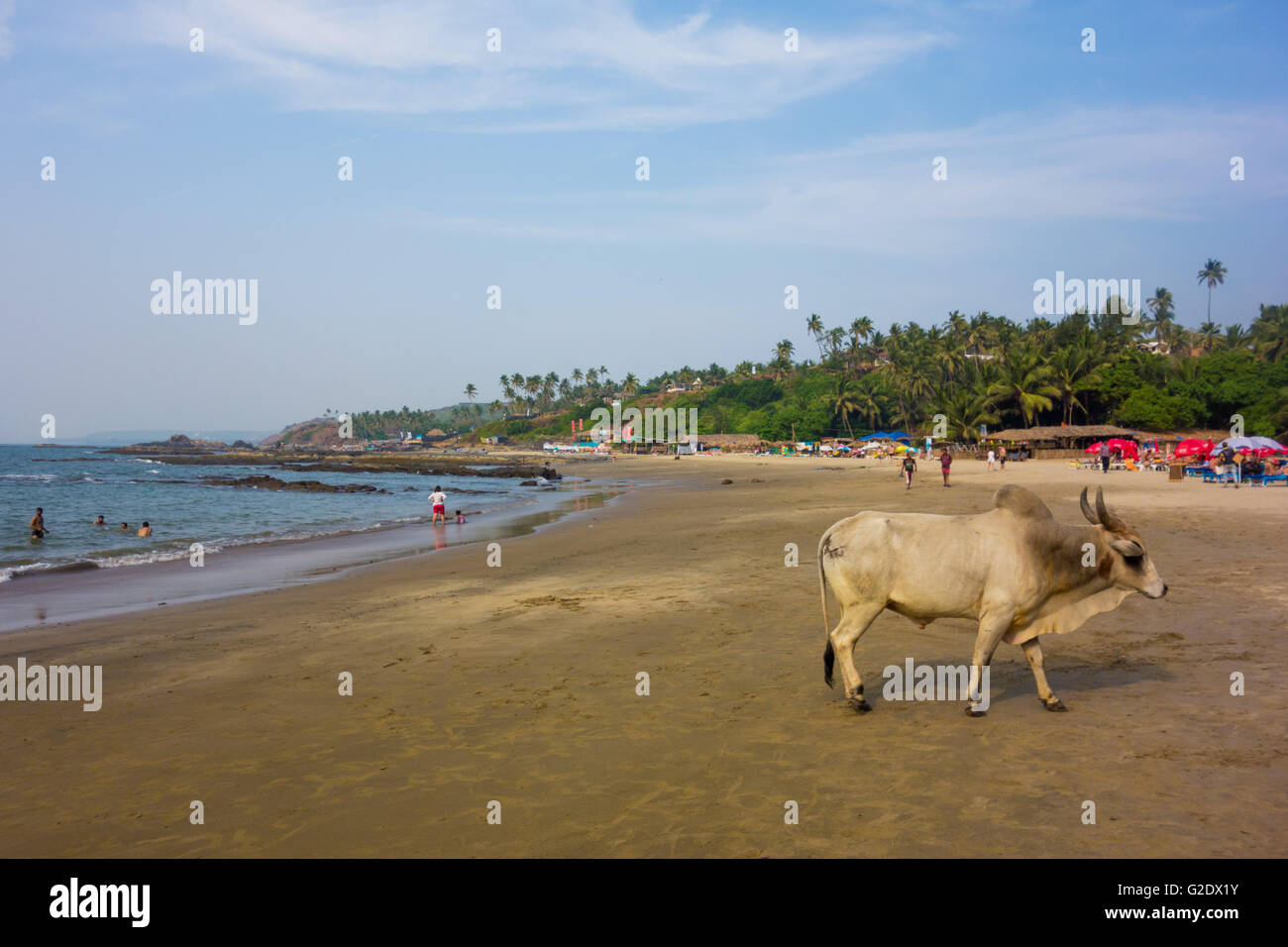 L'errance d'une vache sur la petite plage de Vagator, à Goa, Inde Banque D'Images