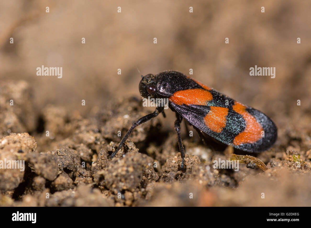 Noir et rouge (froghopper Cercopis vulnerata). Le rouge et le noir bug dans famille Cercopidae, dans l'ordre sous-ordre des Hémiptères Homoptères Banque D'Images