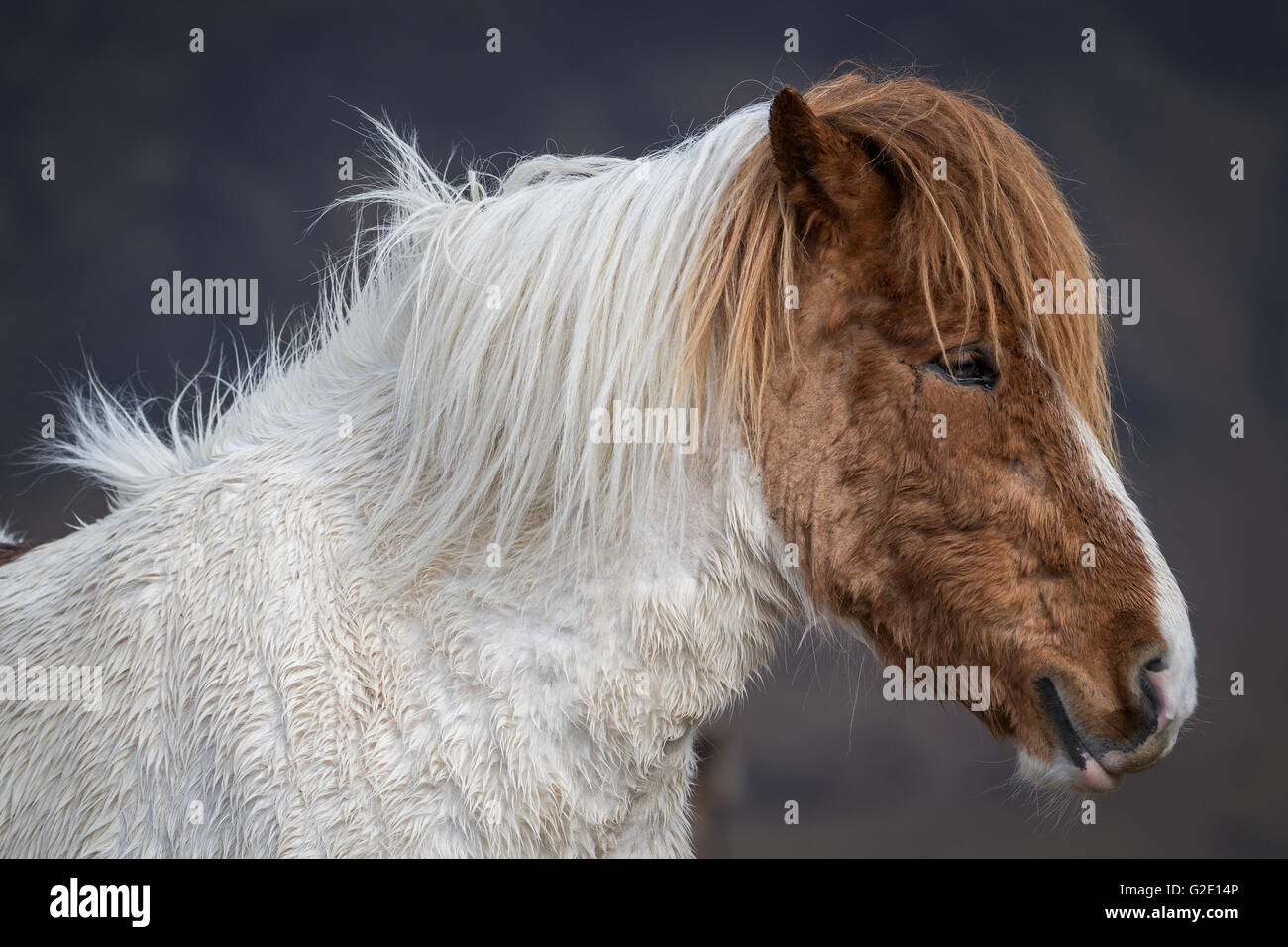 Icelandic Horse, portrait, Vik, Islande Banque D'Images