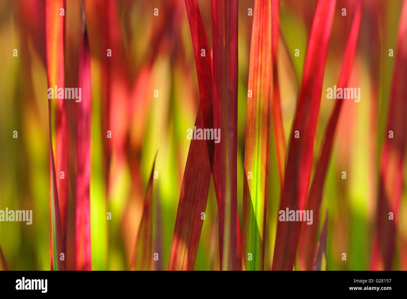 L'herbe de sang japonais, alang-alang grass (Imperata cylindrica), espèce de Red Baron, Rhénanie du Nord-Westphalie, Allemagne Banque D'Images