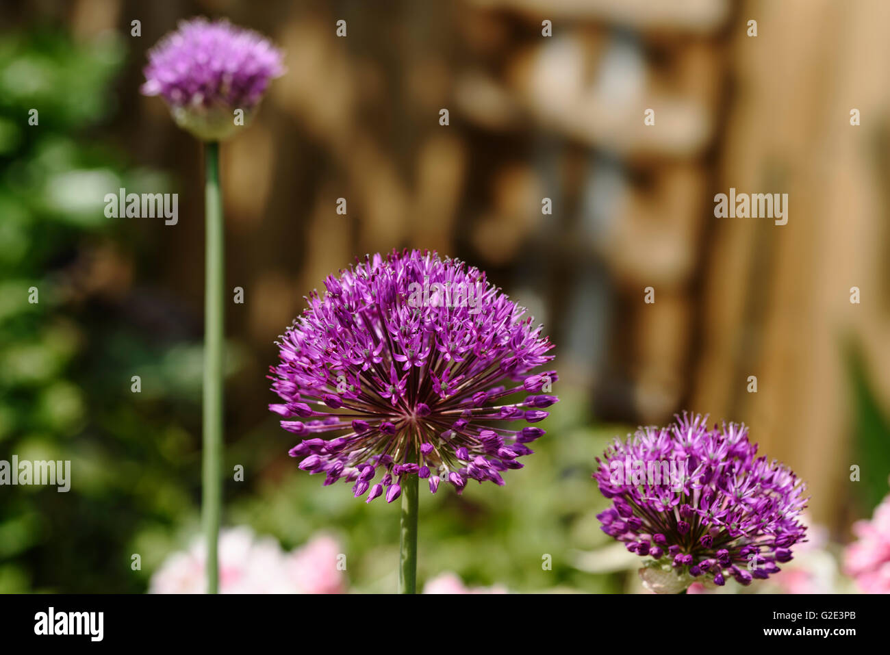 Allium hollandicum Purple Sensation, l'ail néerlandais Banque D'Images