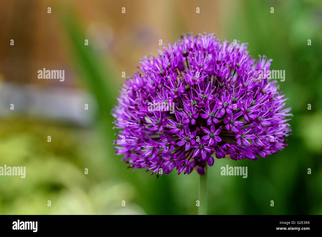 Allium hollandicum Purple Sensation, l'ail néerlandais Banque D'Images