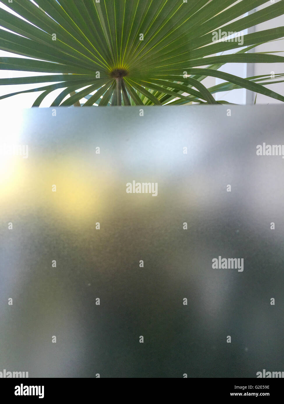 Fenêtre avec à la fois une zone claire et opaque et une plante au-delà Banque D'Images