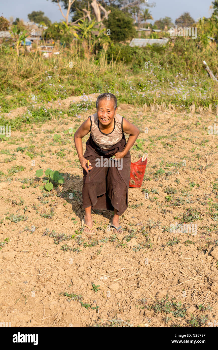 Vieille Femme birmane avec sourire dans les champs, MMandalay, Birmanie, Myanmar, en Asie, en Asie du Sud Banque D'Images