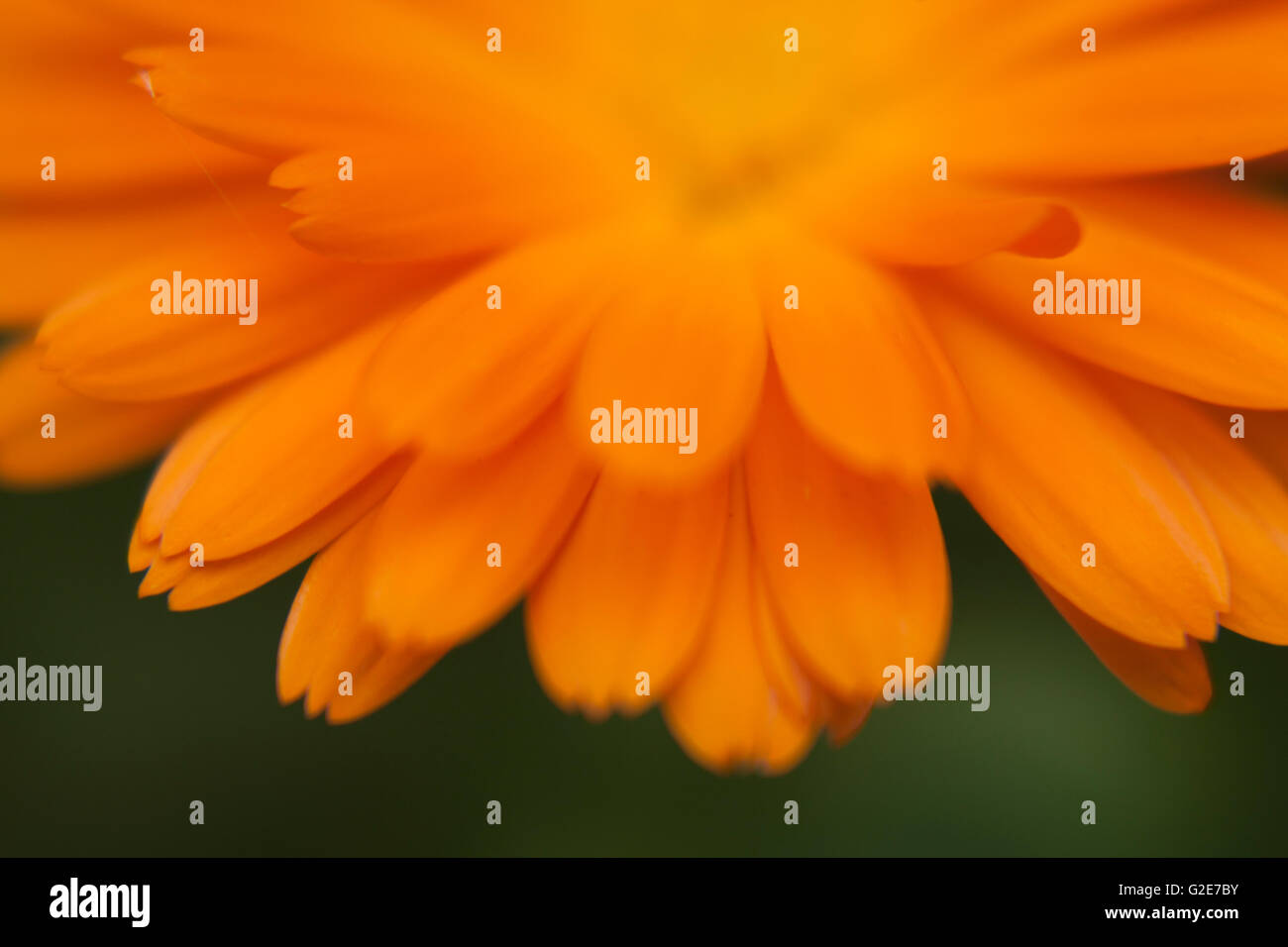 Pétales de fleurs orange, Close Up Banque D'Images