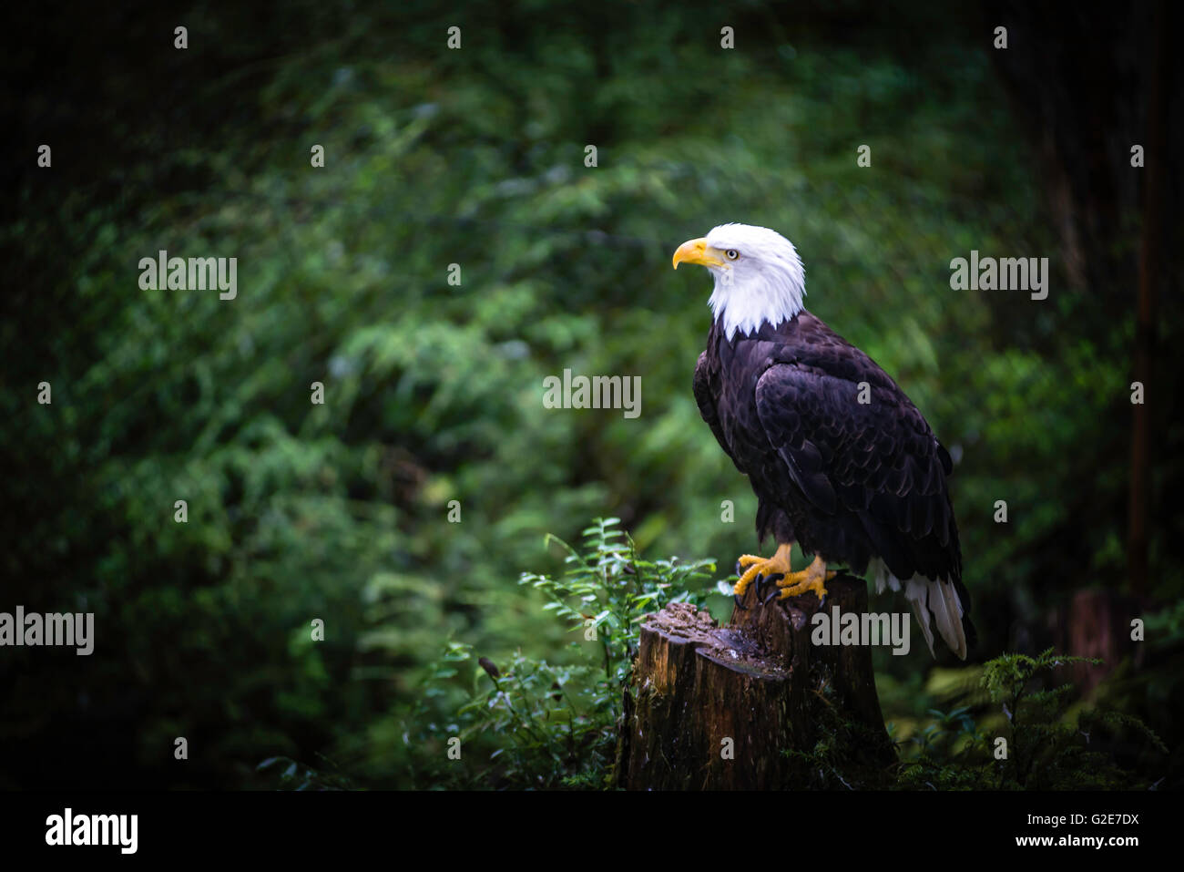 Sitka, Alaska. Raptor Center et le pygargue à tête blanche ville Banque D'Images