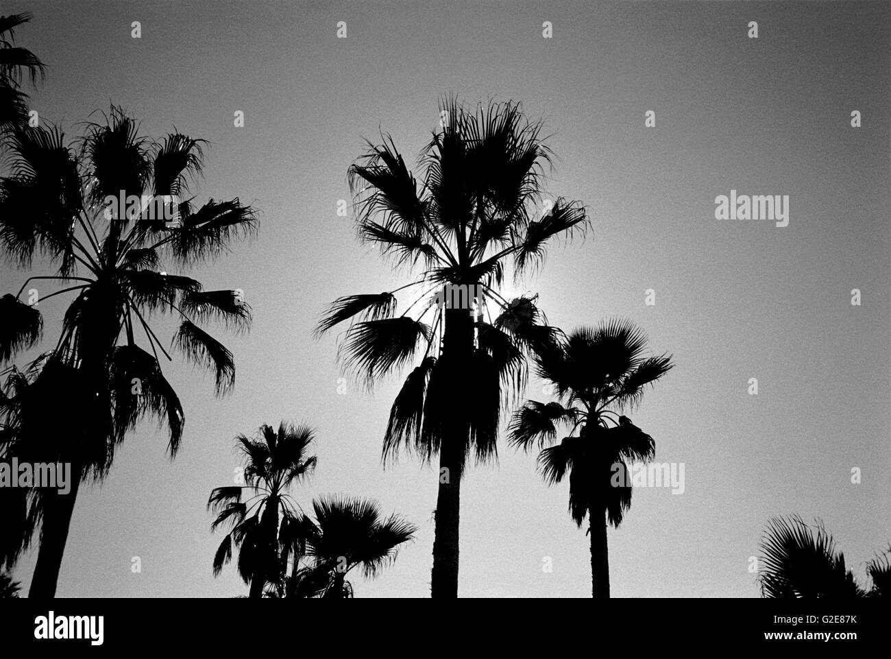Palmiers Silhouette, Low Angle View Banque D'Images