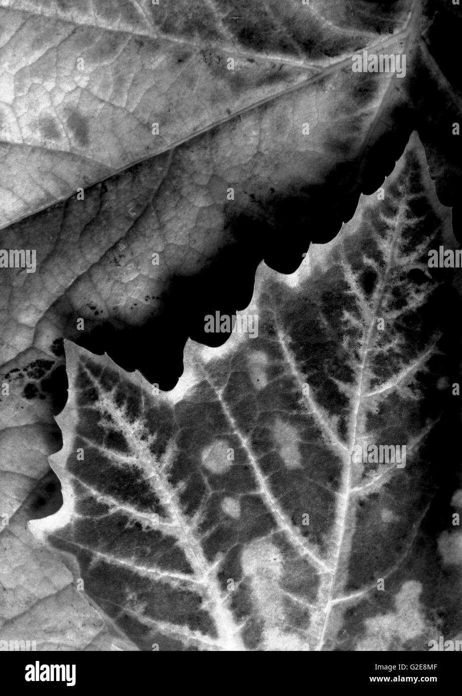 Feuilles dentelées, Close-up Banque D'Images