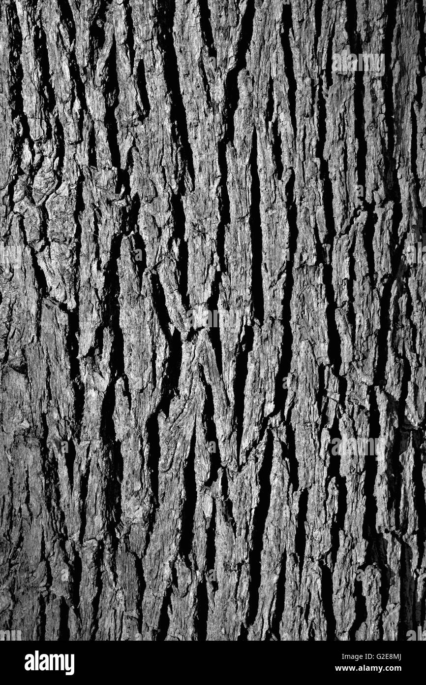 L'écorce des arbres, Close-up Banque D'Images