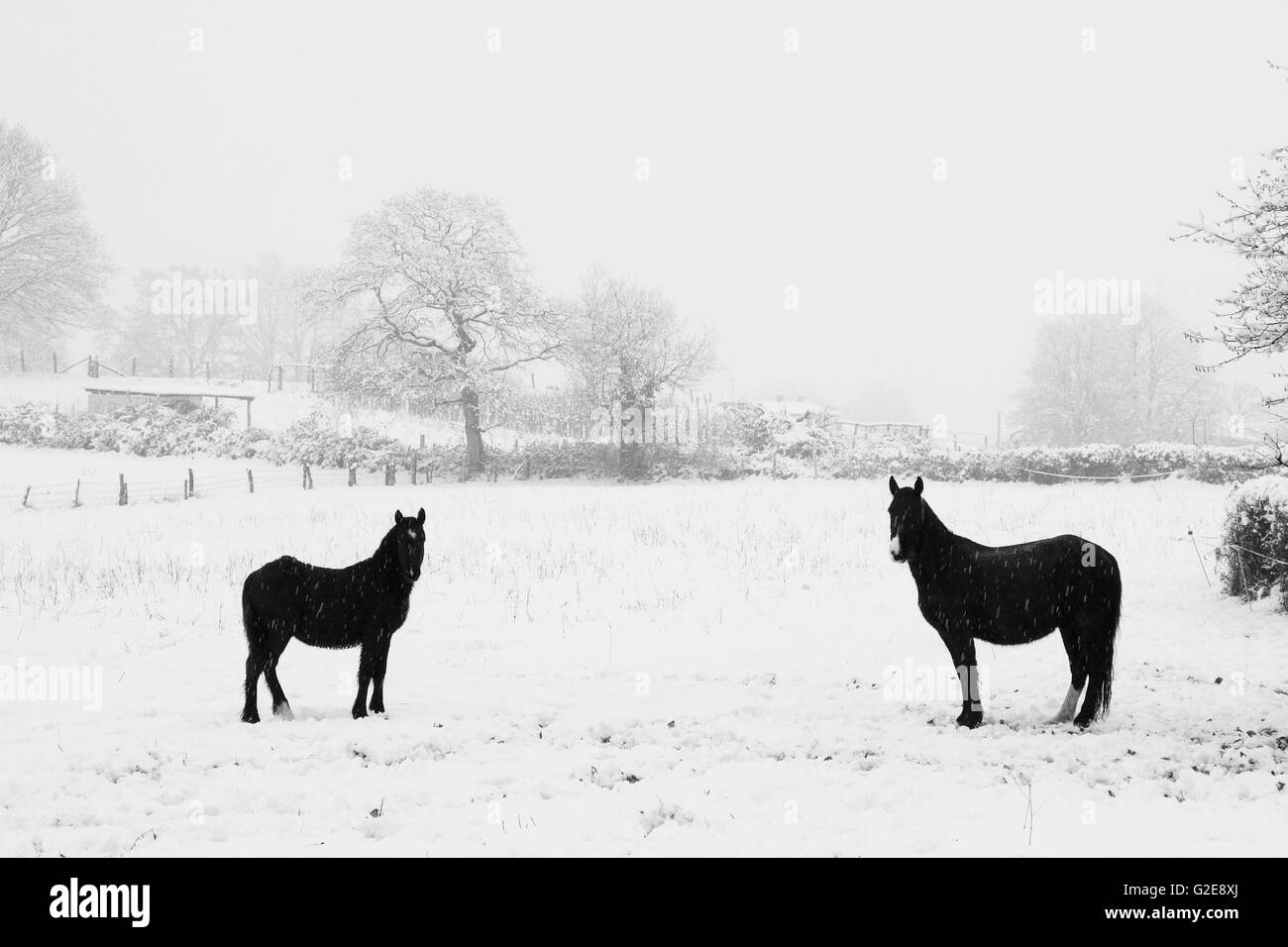 Deux chevaux in Snowy Field Banque D'Images