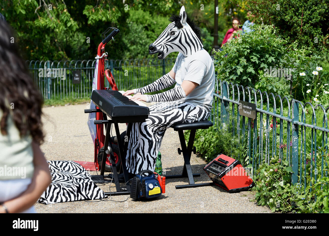 Brighton UK 29 mai 2016 - Un zèbre effectue dans le Brighton Pavilion Gardens comme le beau temps devrait se poursuivre au cours de la bank holiday weekend Crédit : Simon Dack/Alamy Live News Banque D'Images