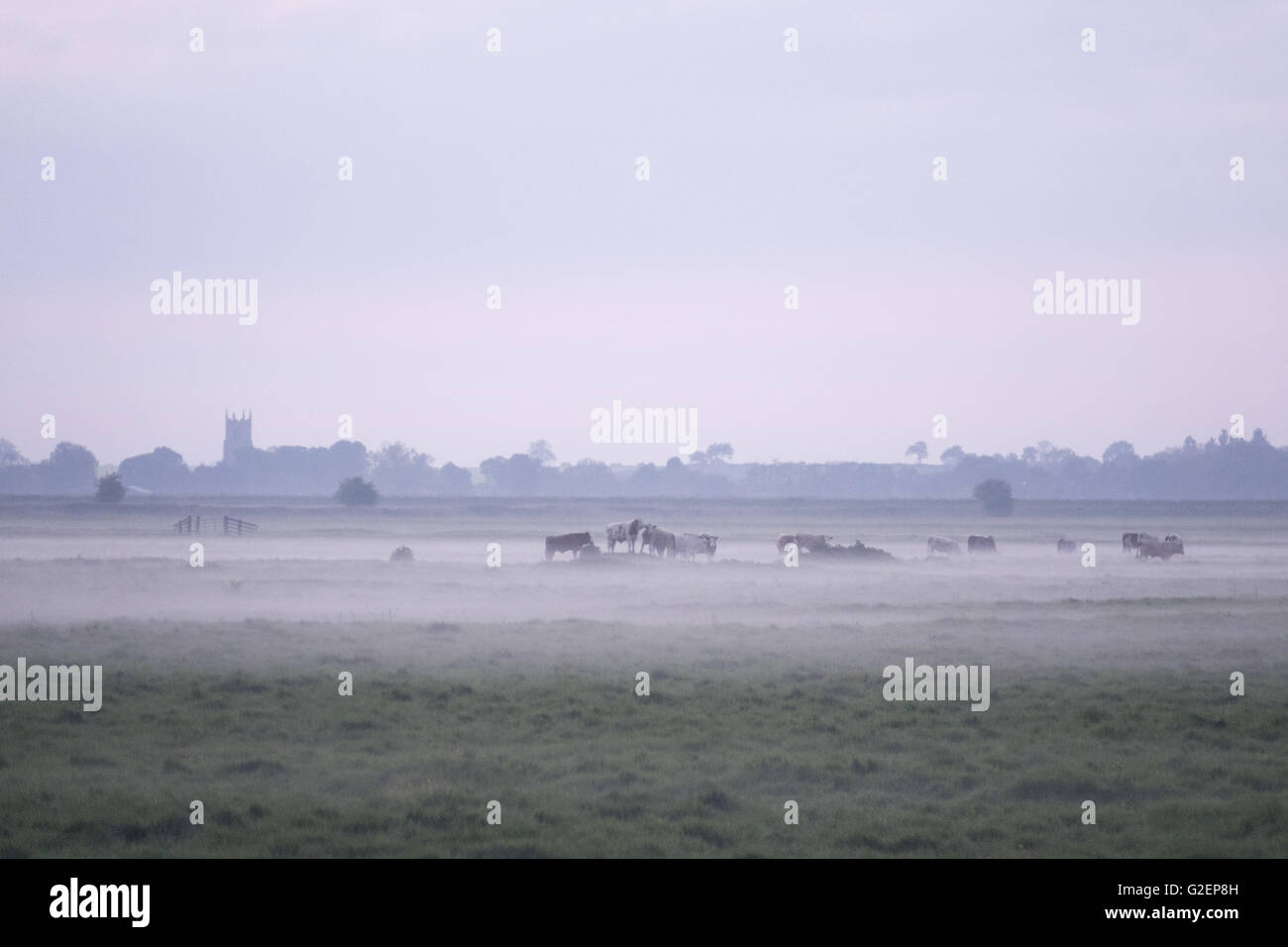 Marais brumeux Marais Halvergate Norfolk Broads Angleterre UK Banque D'Images