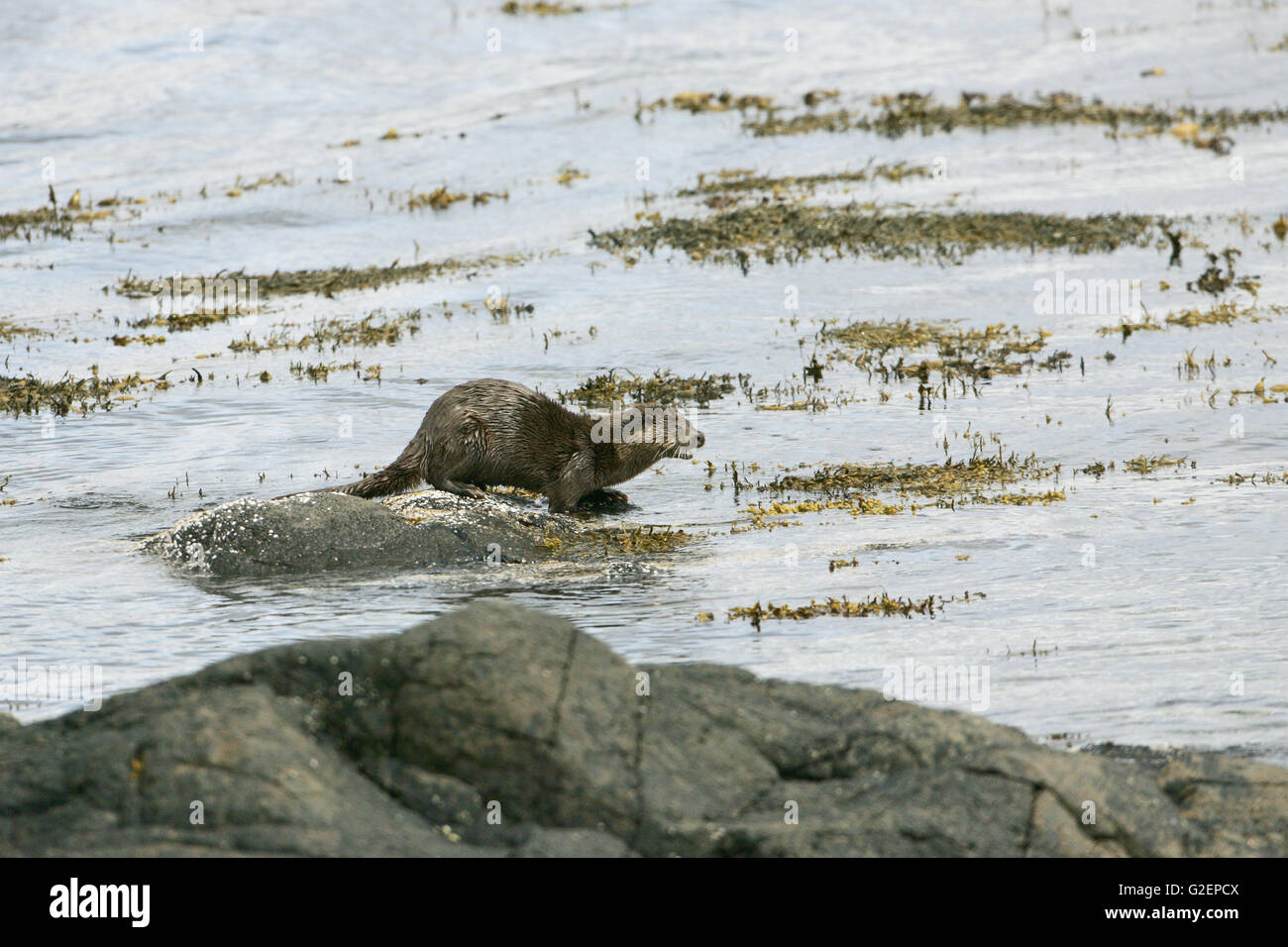 Loutre d'Europe Lutra lutra sur la roche dans une mer loch Banque D'Images