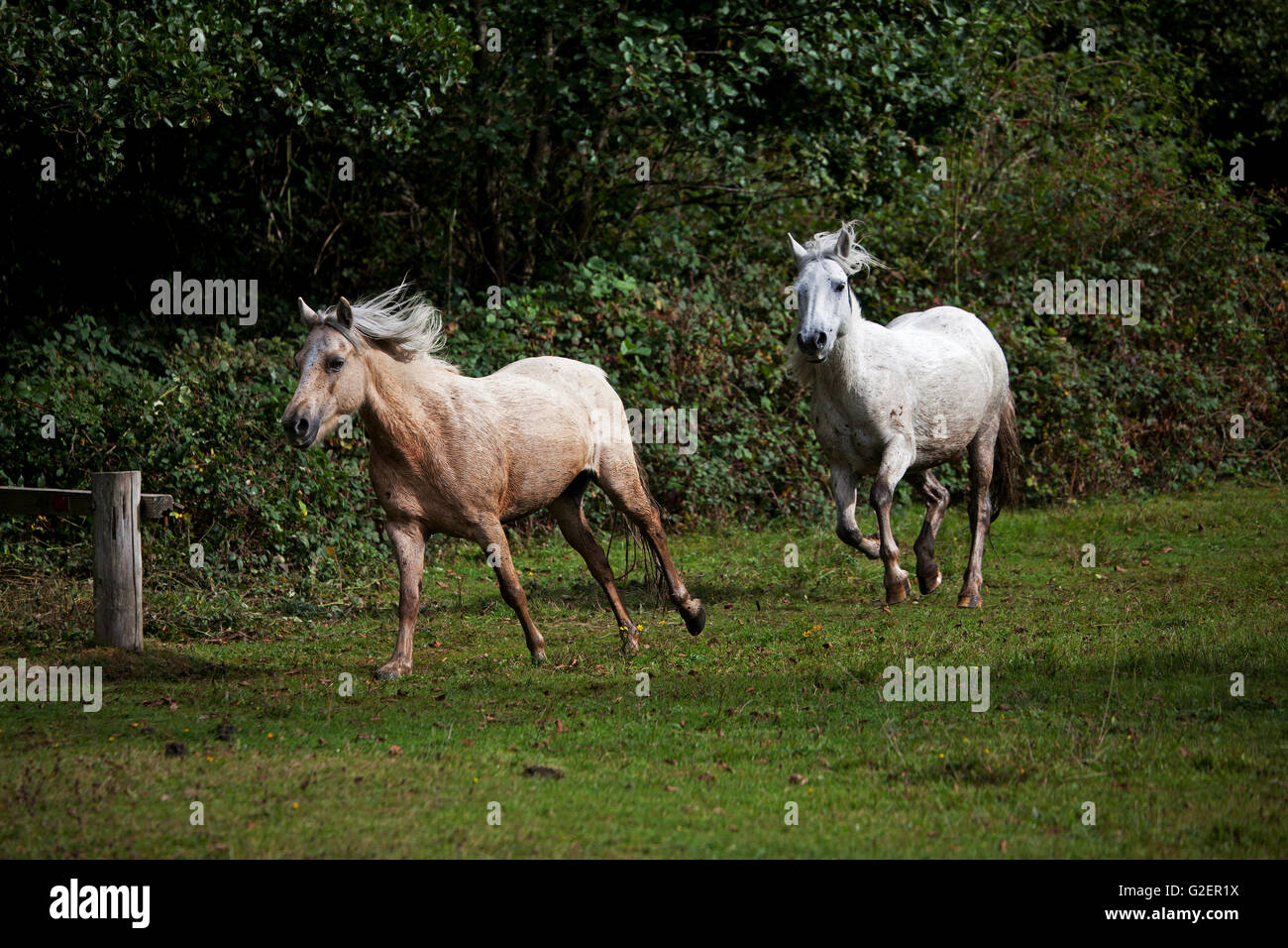 Poneys New Forest est arrondie au cours d'un jet Wiers près du parc national New Forest Brockenhurst Hampshire England UK Banque D'Images