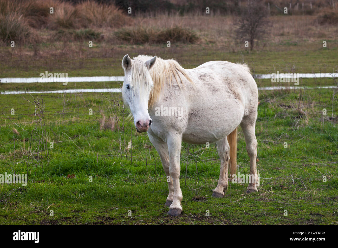 Camargue cheval blanc Equus ferus caballus Parc Naturel Régional de la Camargue France Banque D'Images