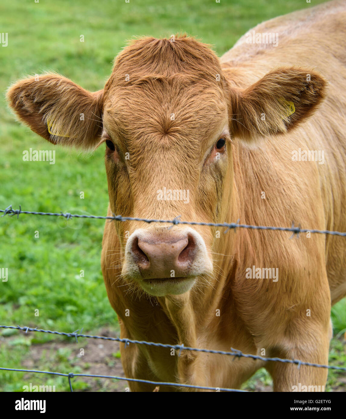 Portrait en gros plan d'une vache brune (avec étiquettes d'oreilles jaune) à plus d'une clôture en fil barbelé Banque D'Images