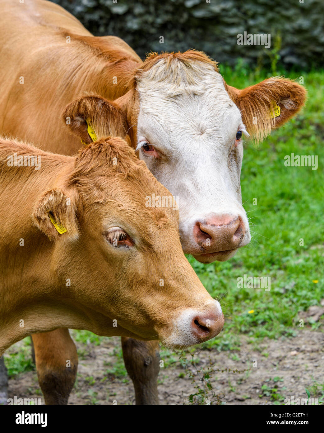 Close-up de deux têtes de vache (un brun et un brown & white) que leur attention est pris par quelque chose à proximité. Banque D'Images