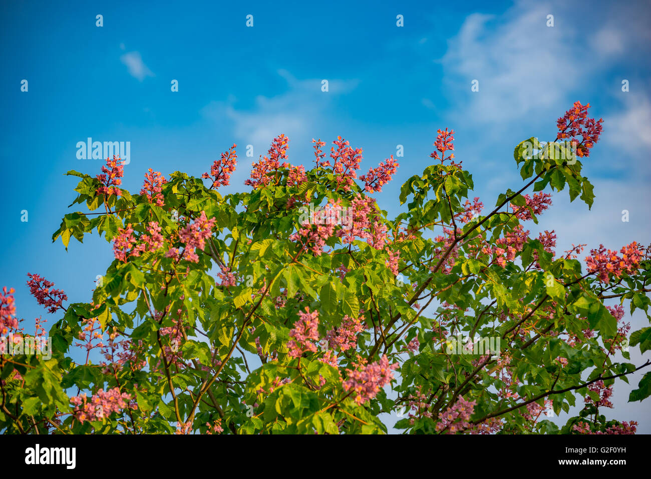 Arrière-plan avec de belles fleurs de couleur rose Banque D'Images