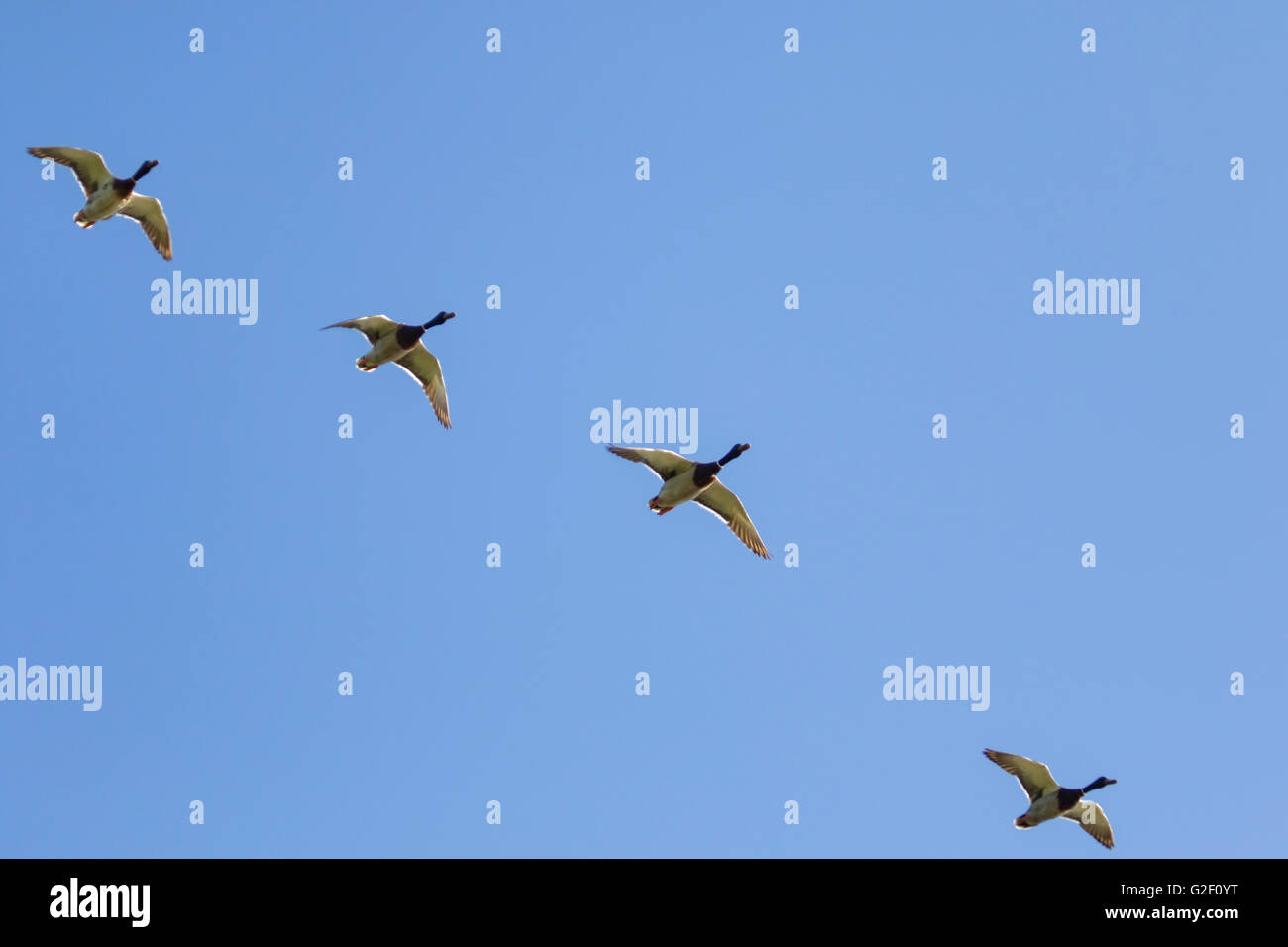 Les canards colverts (Anas platyrhynchos) volant en formation. Banque D'Images