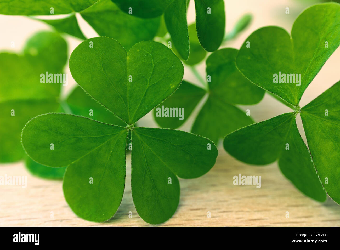 Clover Leaf vert Banque D'Images