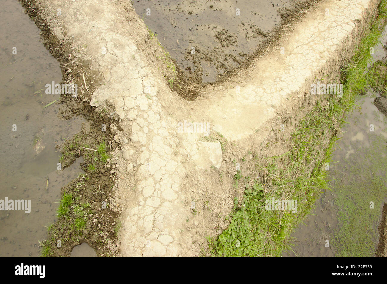 Détail de barrages de rizières en terrasses d'Ifugao près de Banaue, dans le nord de Luzon, Philippines Banque D'Images