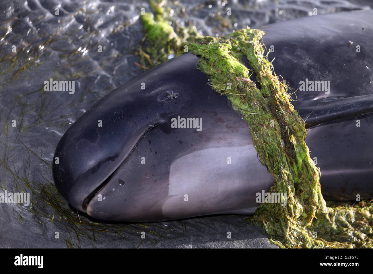 13 février 2015 - Le corps d'un globicéphale juvéniles morts se trouve sur la plage le premier jour de l'échouage en masse Banque D'Images