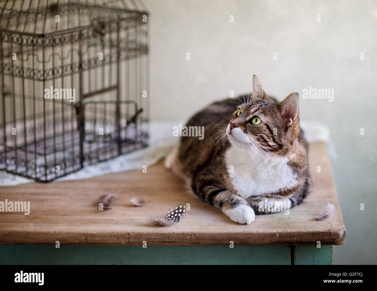 Cat à la bird cage près de plumes sur la table Banque D'Images