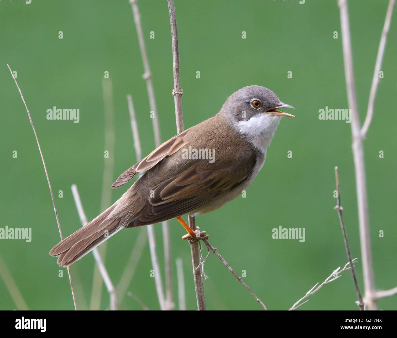Blanchetchroat commun, Curruca communis, chant Banque D'Images