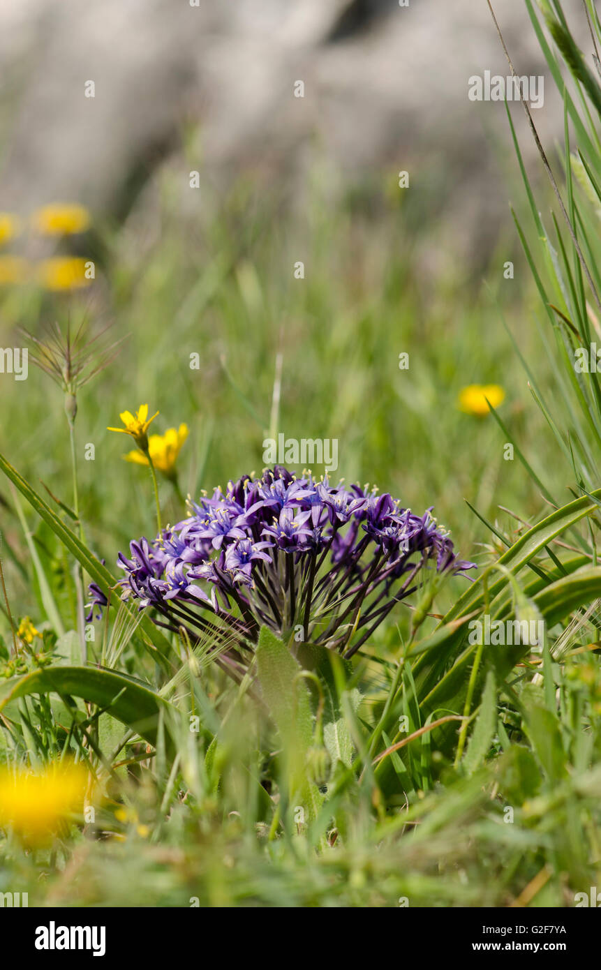 Lily péruvienne, Scilla peruviana meadow en Andalousie, espagne. Banque D'Images