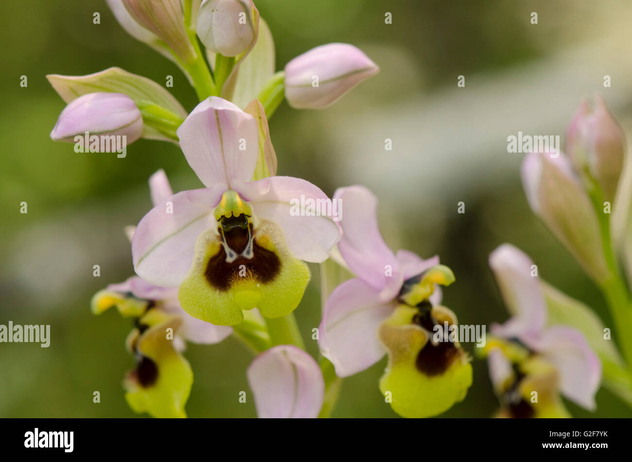 L'orchidée mouche, Ophrys tenthredinifera subsp ficalhoana, inflorescence, Andalousie, Sud de l'Espagne. Banque D'Images