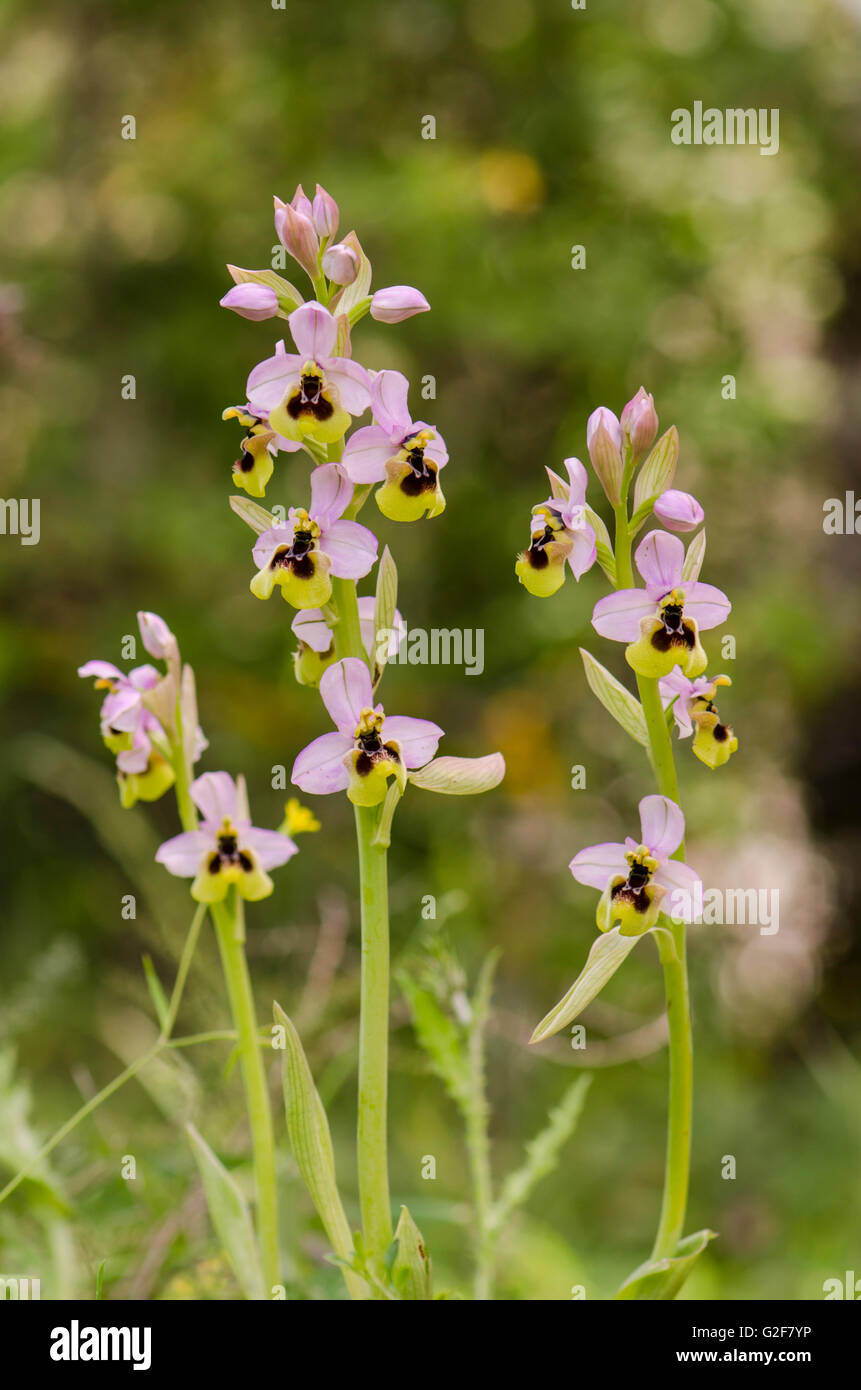 L'orchidée mouche, Ophrys tenthredinifera subsp ficalhoana, Andalousie, Sud de l'Espagne. Banque D'Images
