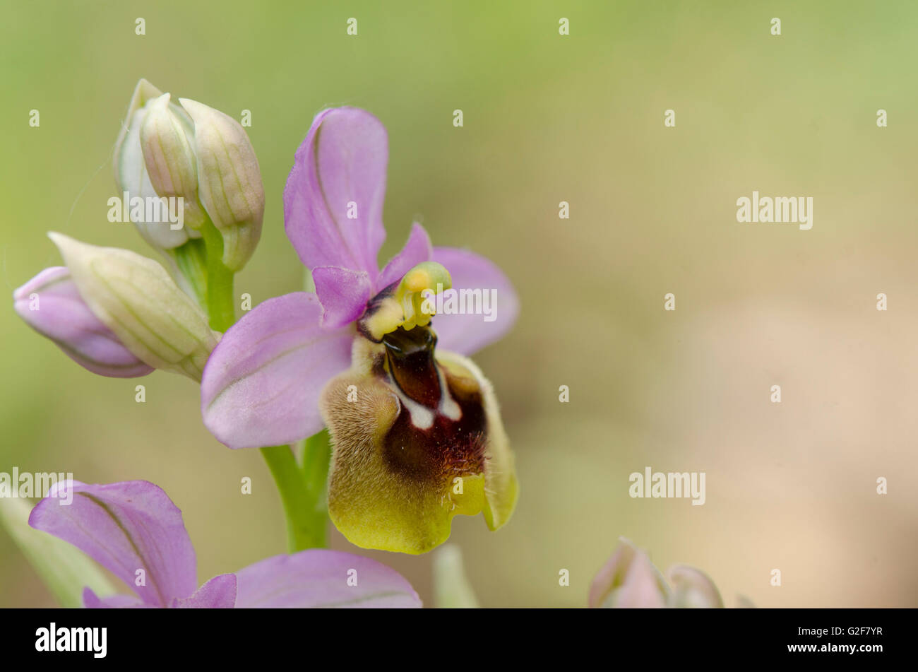 L'orchidée mouche, Ophrys tenthredinifera subsp ficalhoana, inflorescence, Andalousie, Sud de l'Espagne. Banque D'Images