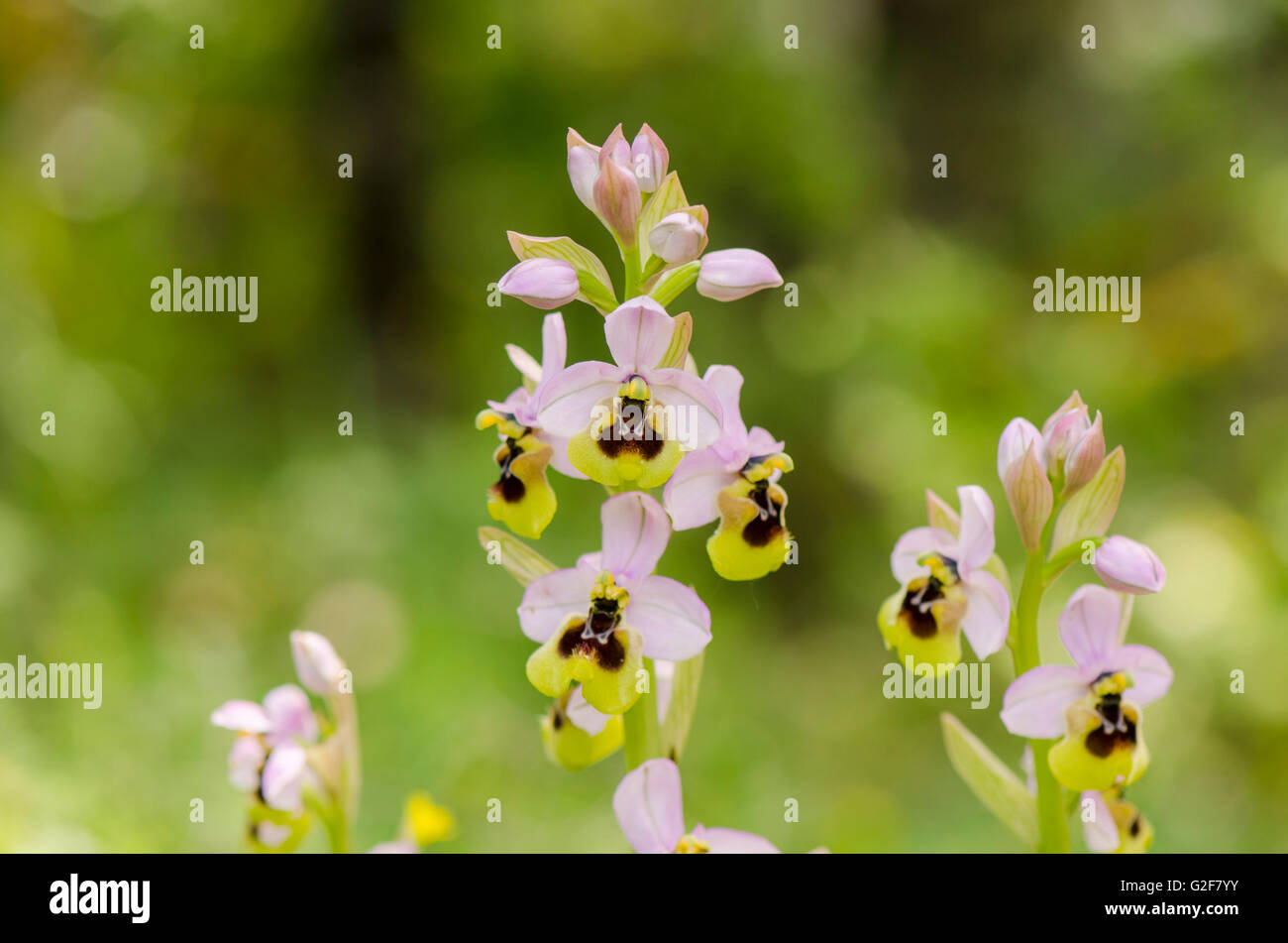 L'orchidée mouche, Ophrys tenthredinifera subsp ficalhoana, inflorescence, Andalousie, Sud de l'Espagne. Banque D'Images