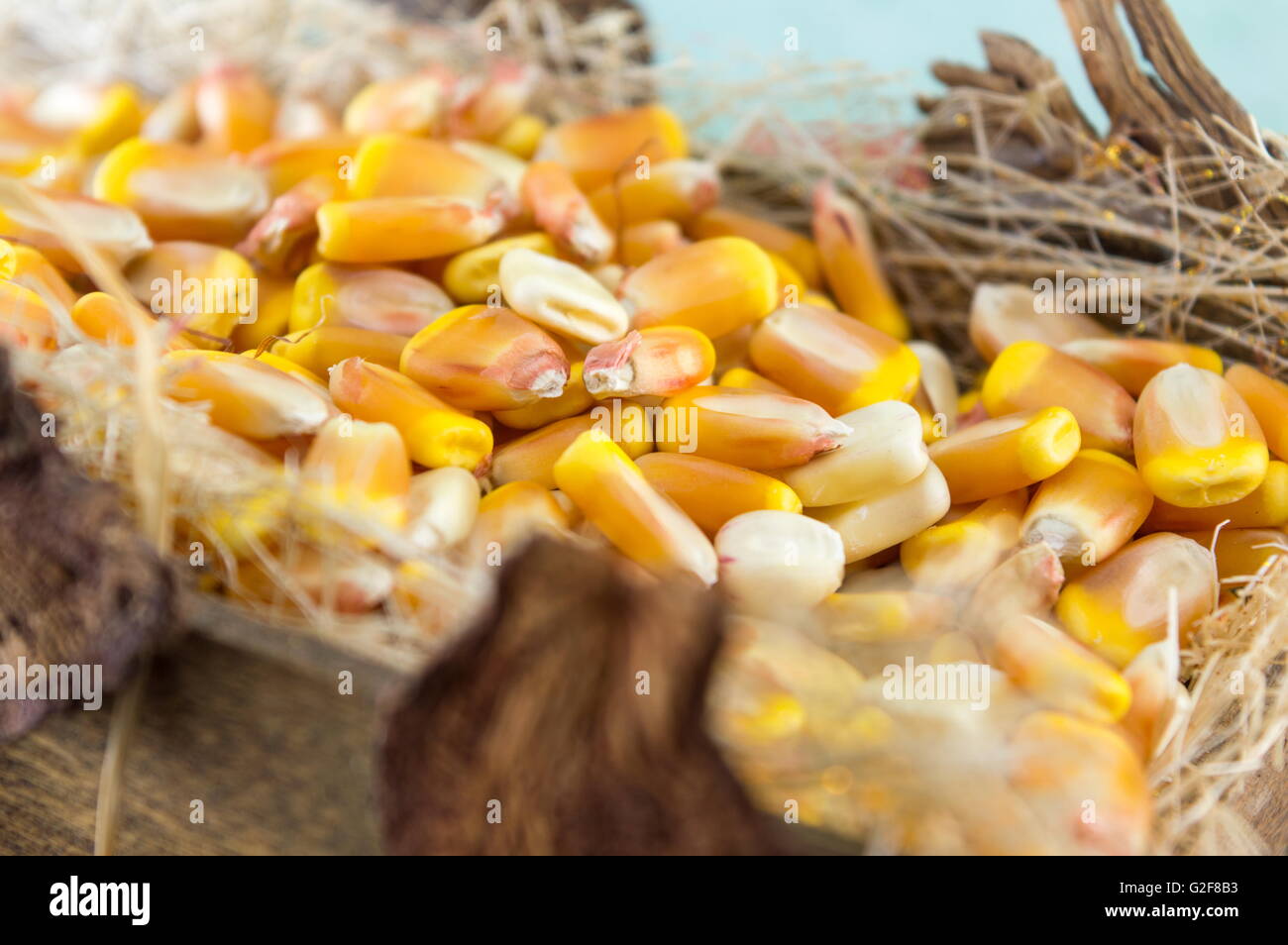 Le maïs cru dans un panier en bois close up Banque D'Images