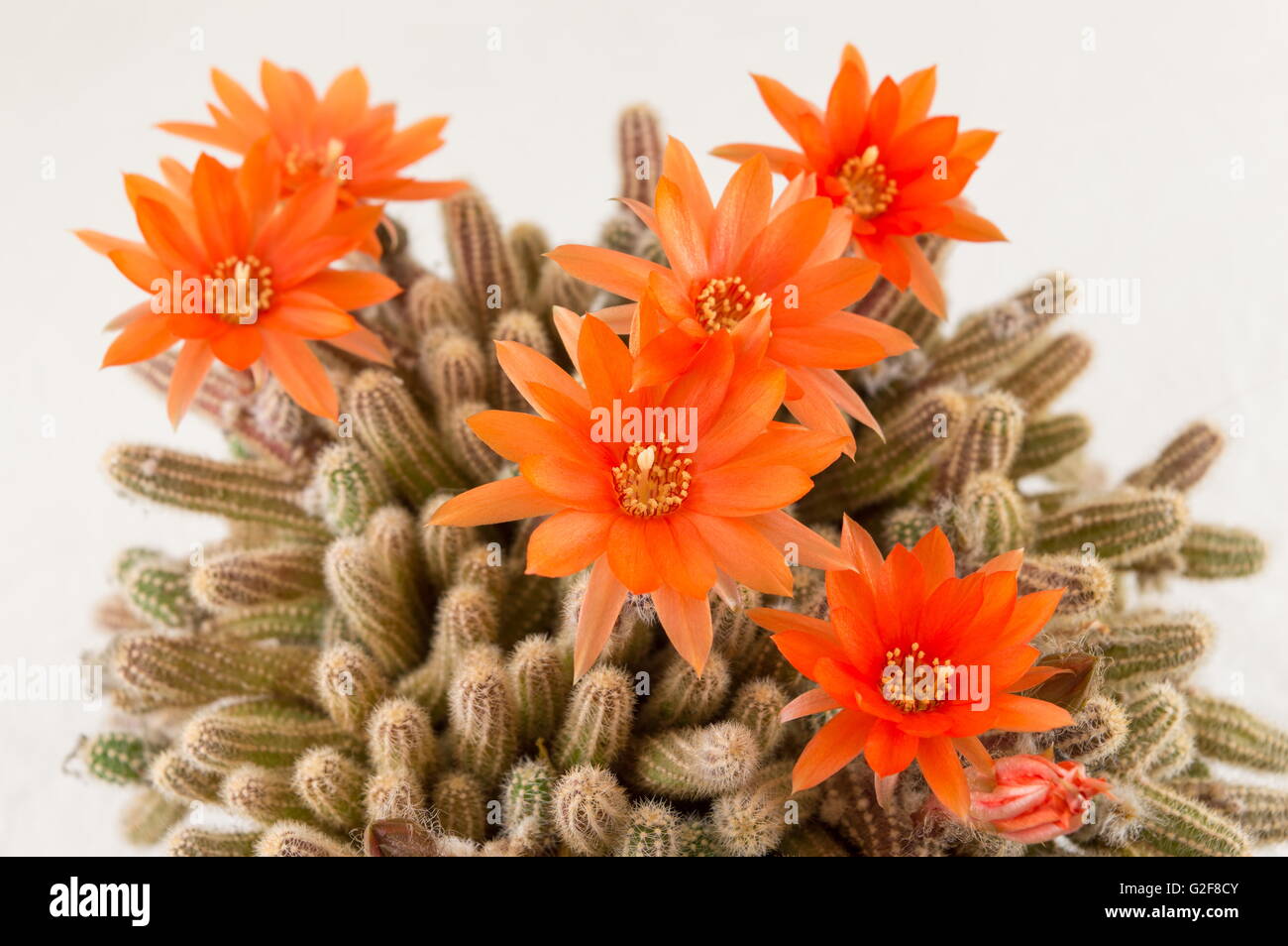 Du vrai homegrown orange fleur de cactus sur fond blanc Banque D'Images