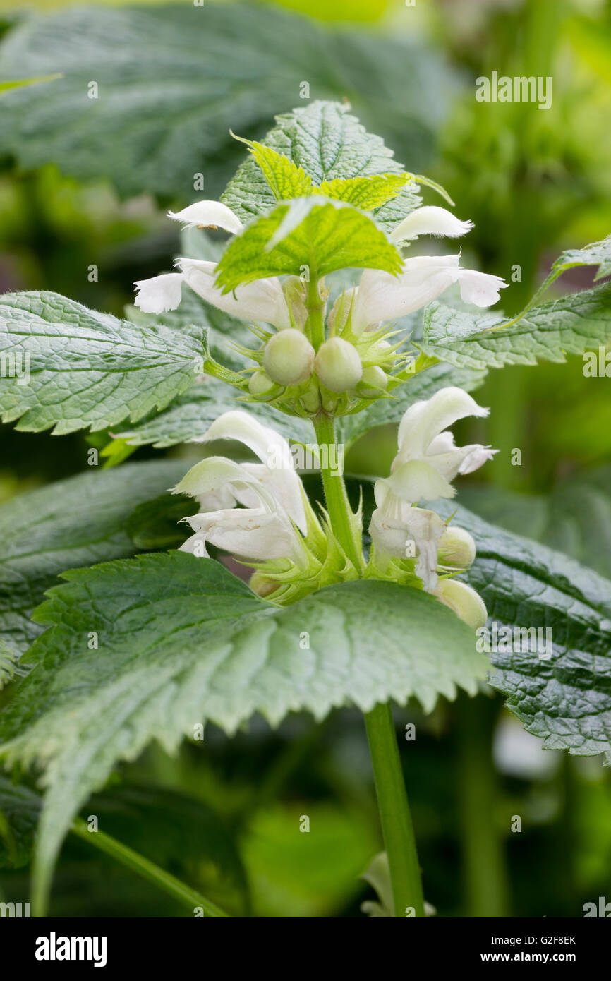 La fin du printemps blanc fleurs des plantes ornementales, lamier Lamium orvala 'Album' Banque D'Images