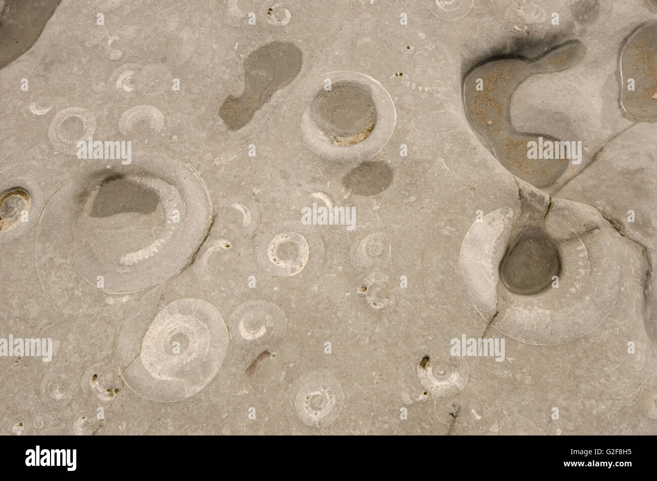 Fossiles d'ammonites sur la chaussée "Ammonite" plage de Lyme Regis, dans le Dorset, UK. Banque D'Images