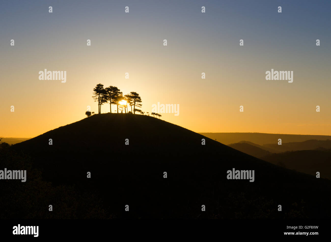 Colmers Hill, près de Symondsbury, Dorset, UK, des pins au lever du soleil. Avril. Banque D'Images