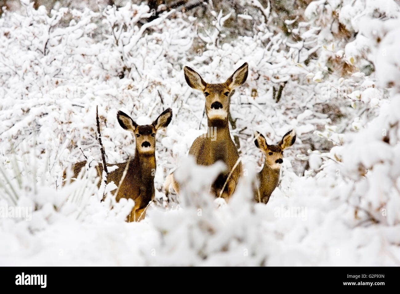 Biche cerf mulet brave une tempête d'hiver froid Colorado Banque D'Images