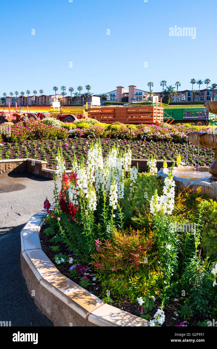 Au printemps, les champs de fleurs à San Diego en Californie sont en pleine floraison et dynamique ligne jardins tout le périmètre Banque D'Images