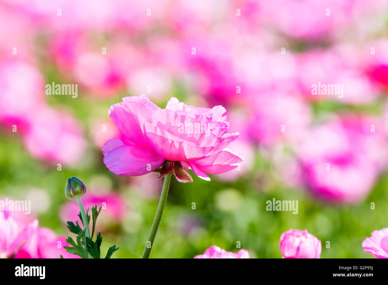 Un encadré de fleurs rose ranunculus contre un arrière-plan dynamique au cours d'une journée de printemps premier. Banque D'Images