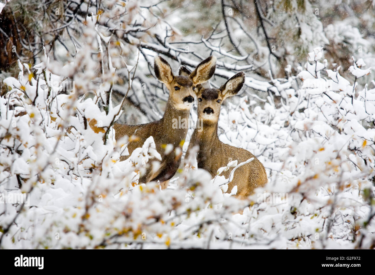 Biche cerf mulet brave une tempête d'hiver froid Colorado Banque D'Images