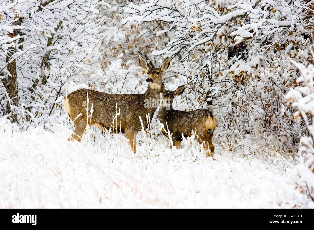 Biche cerf mulet brave une tempête d'hiver froid Colorado Banque D'Images
